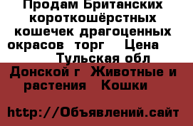 Продам Британских короткошёрстных кошечек драгоценных окрасов( торг) › Цена ­ 5 000 - Тульская обл., Донской г. Животные и растения » Кошки   